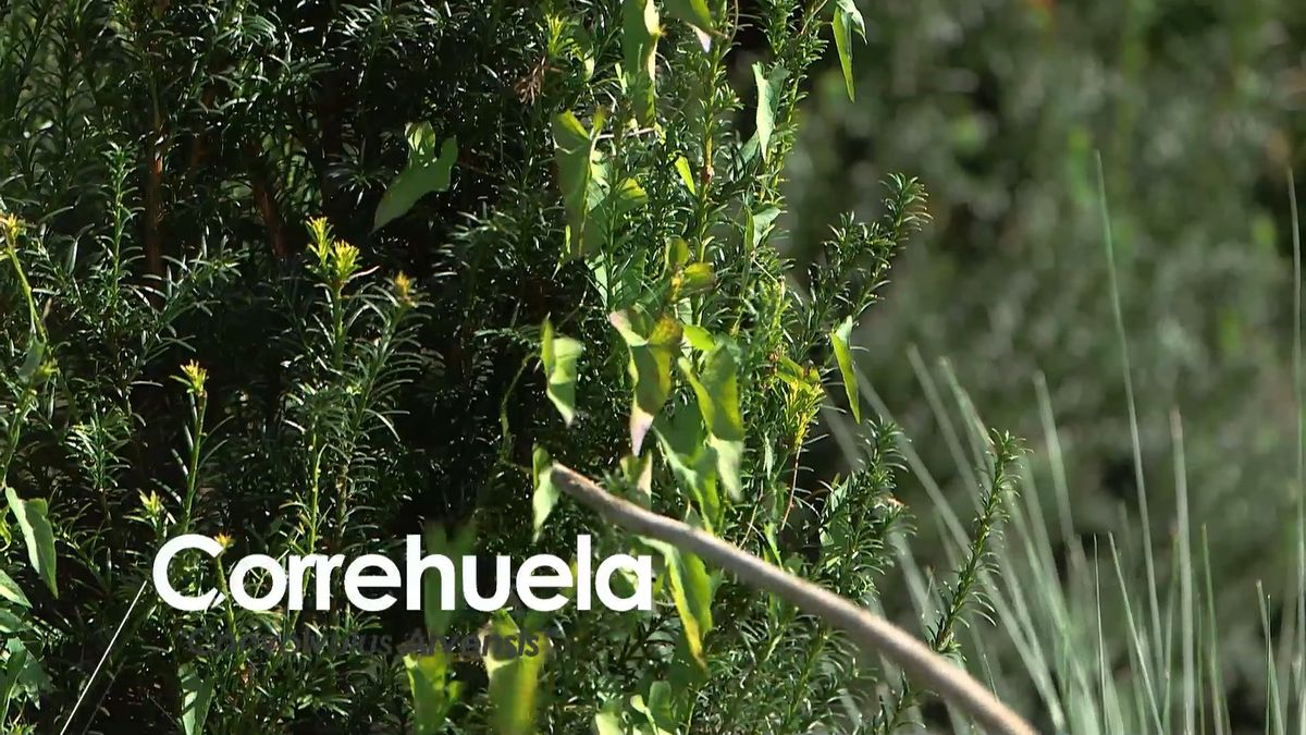 brico 965 briconsejo 3 como eliminar correhuela caracteristicas