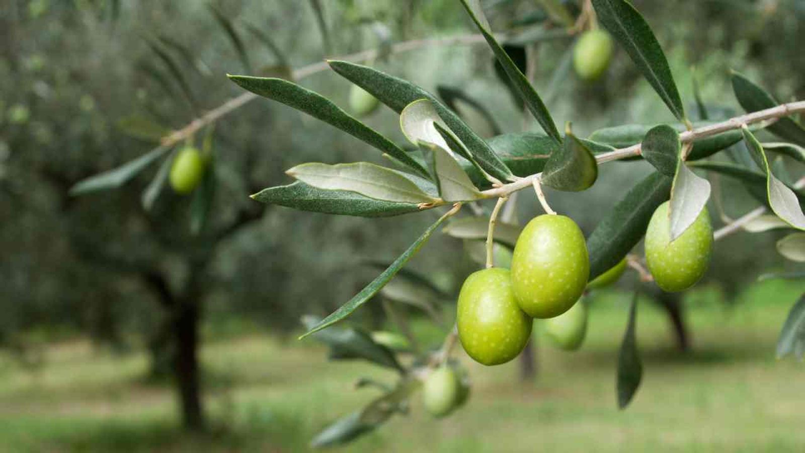 Olivo olea europaea cuidados