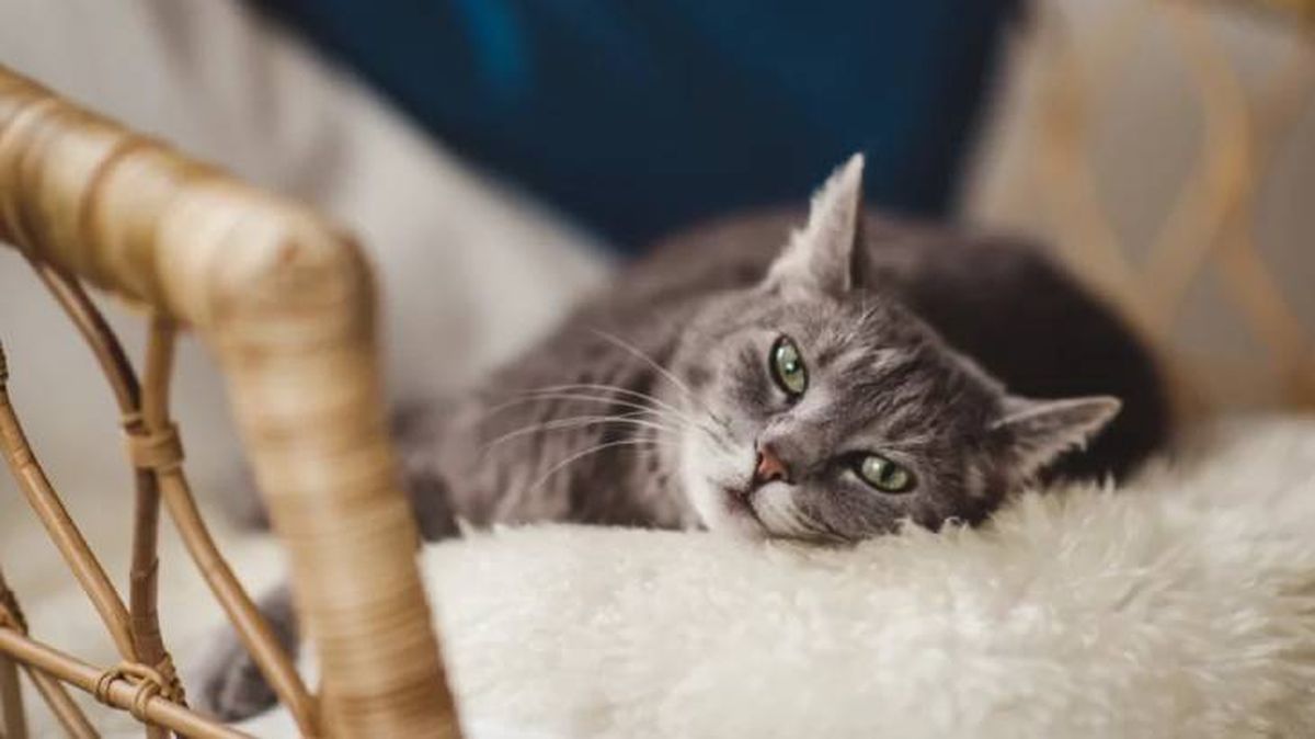 nombres para gatos grises 4 (1)