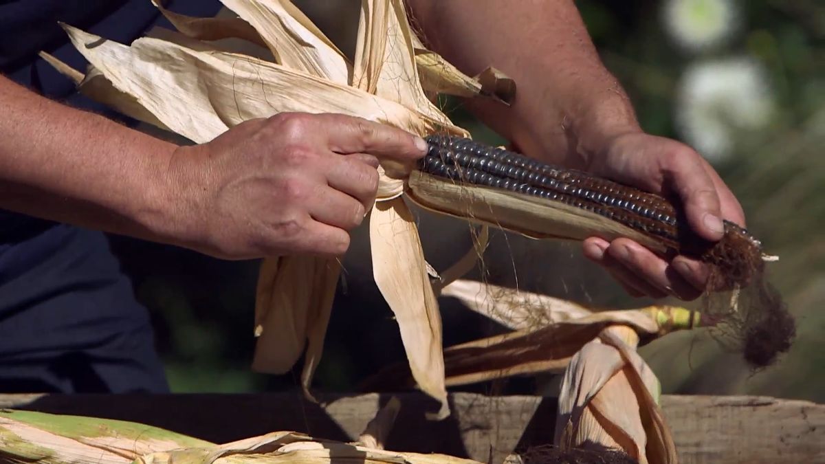 brico 964 3 mijo maiz morado maiz granos negros