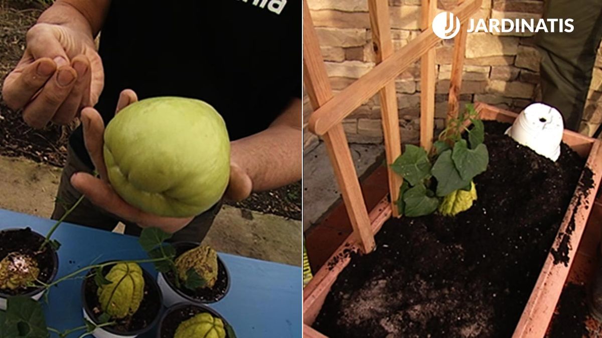 como cultivar chayotes y semillas de judias en terraza brico 604 xl