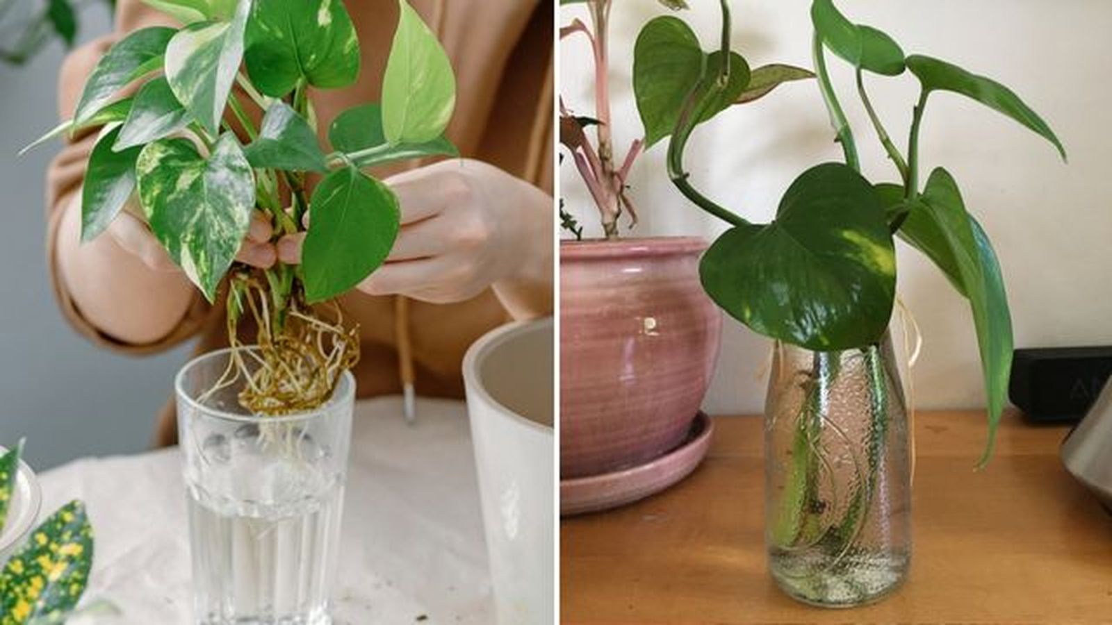 cultivo esquejes poto en agua