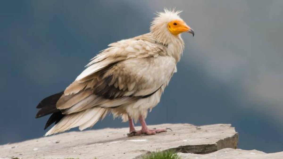 aves rapaces buitres en espana alimoche comun Neophron percnopterus