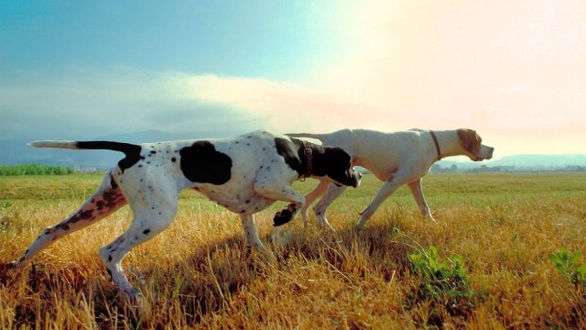 ley de bienestar animal 2