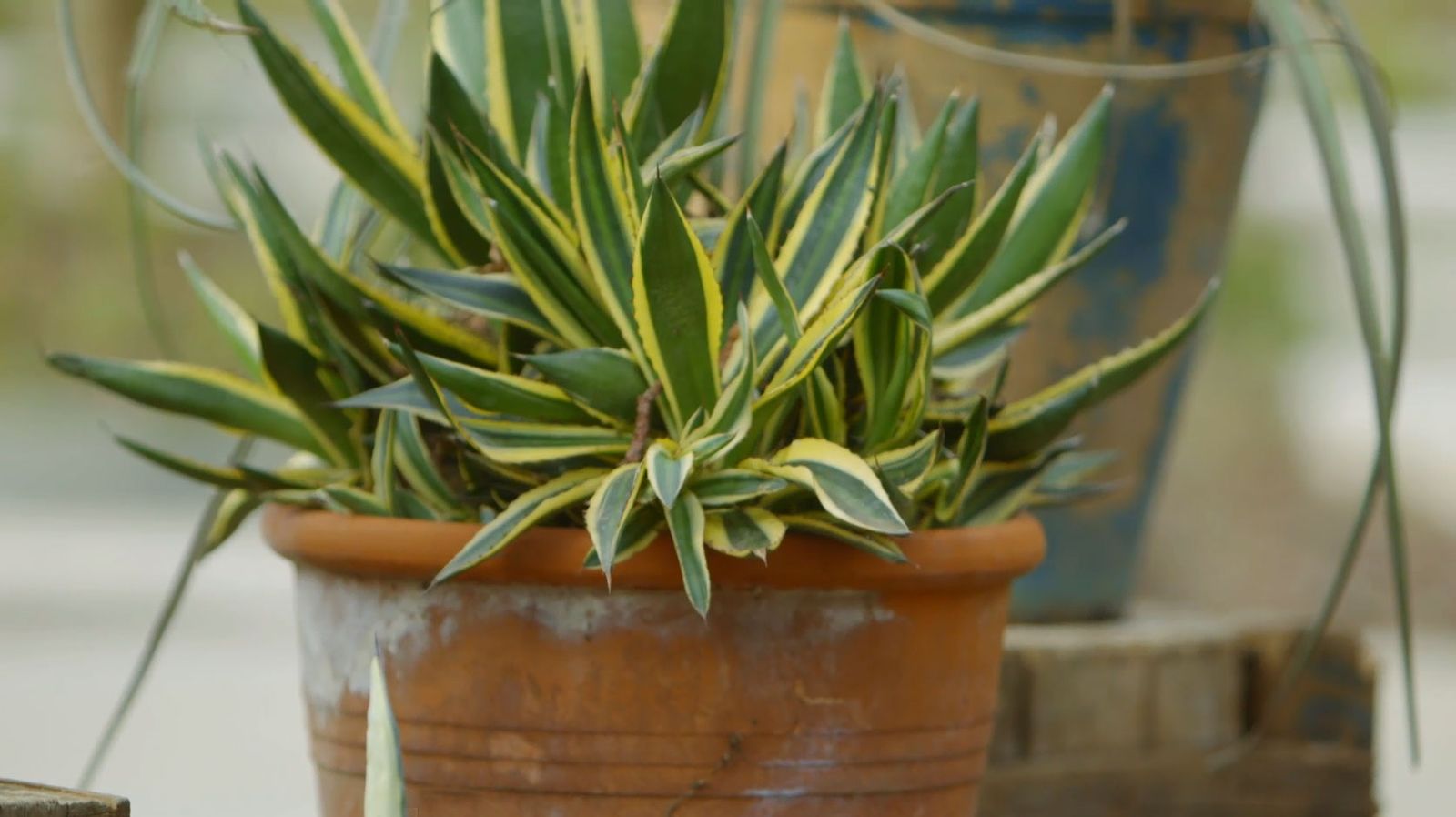 Pita o agave 2