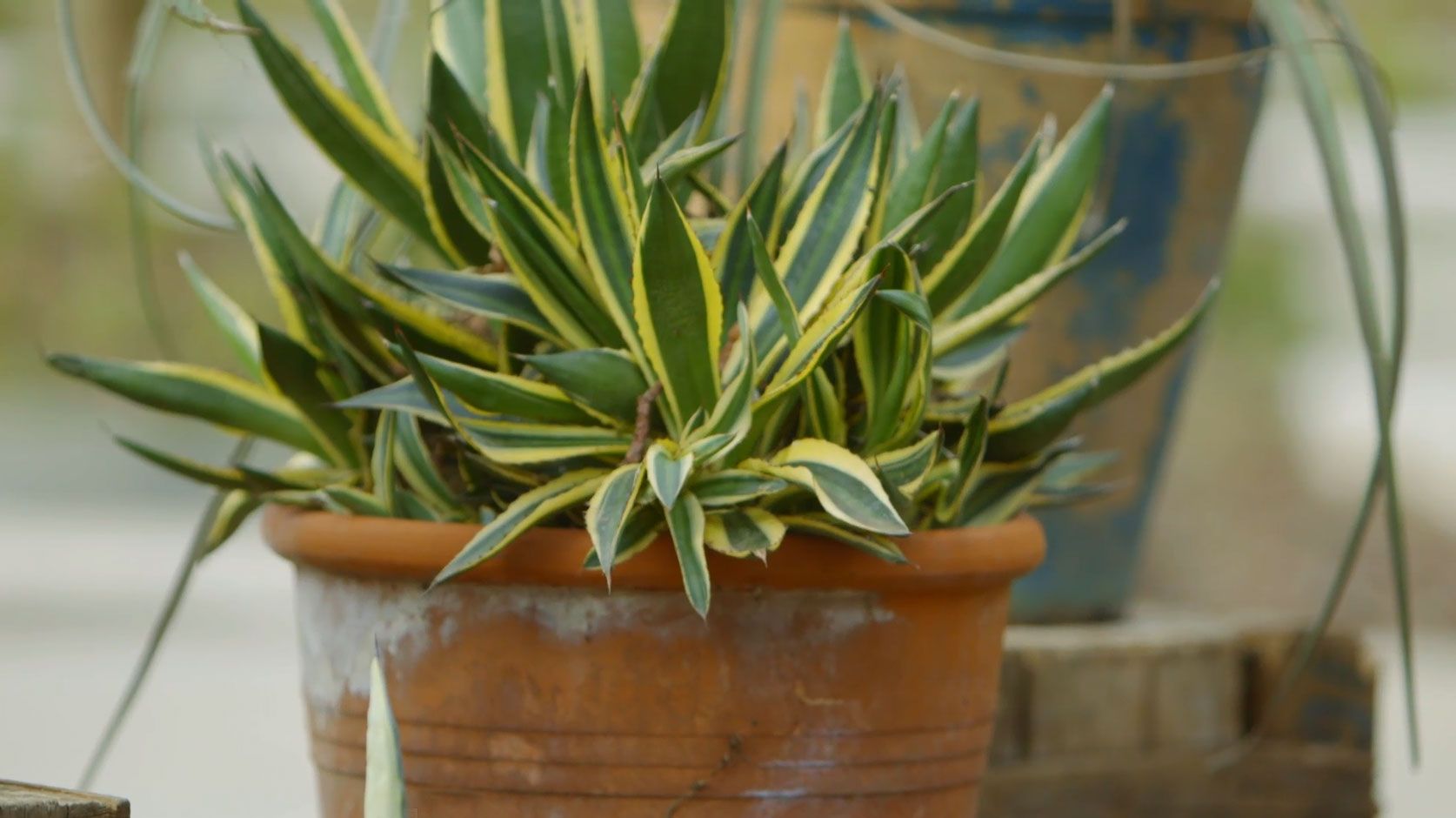 Pita o agave 2