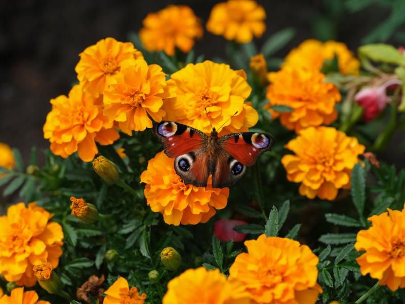 Tener  una amplia variedad de plantas nativas va a traer más mariposas.