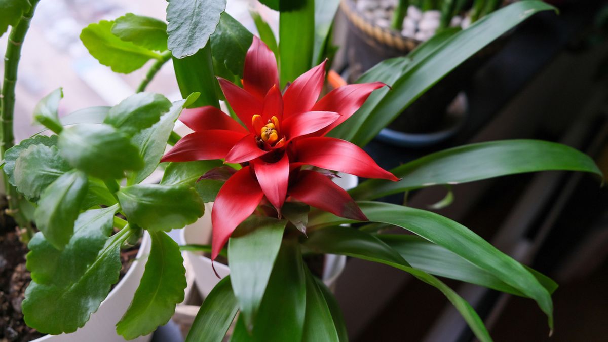 bromelia Guzmania planta color rojo