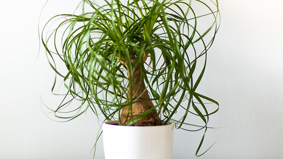 Beaucarnea recurvata tallo decorativo