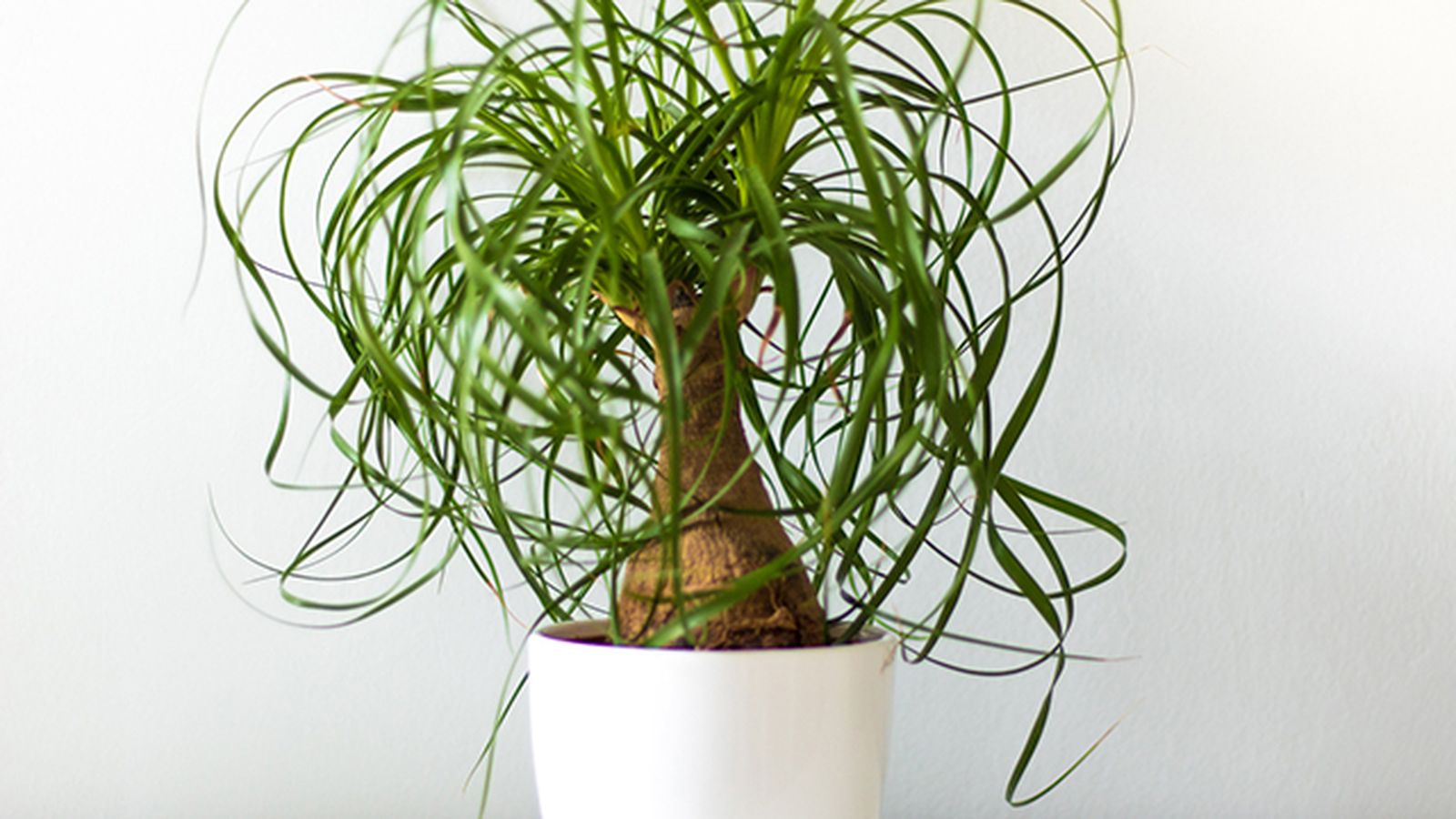 Beaucarnea recurvata tallo decorativo