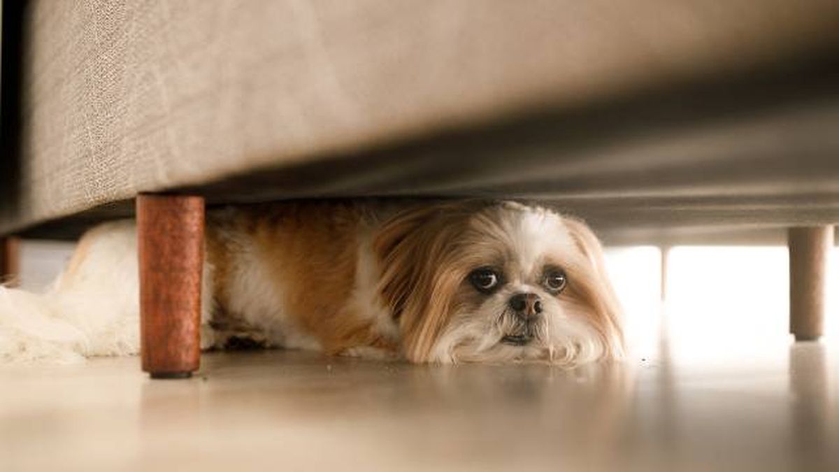 pirotecnia fiesta san juan peligro mascotas miedo ruido