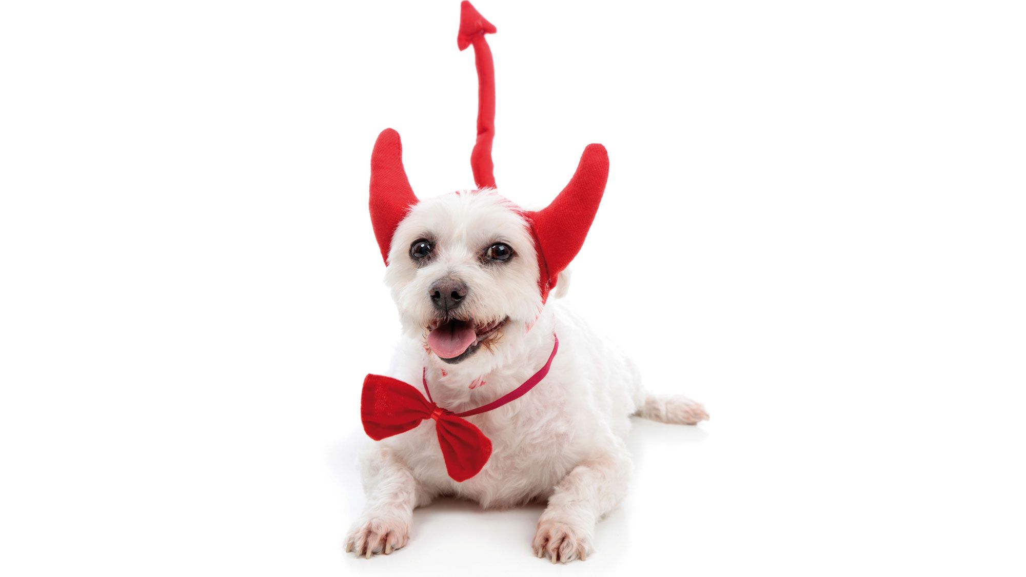 perros disfraz diablillos bichon maltes