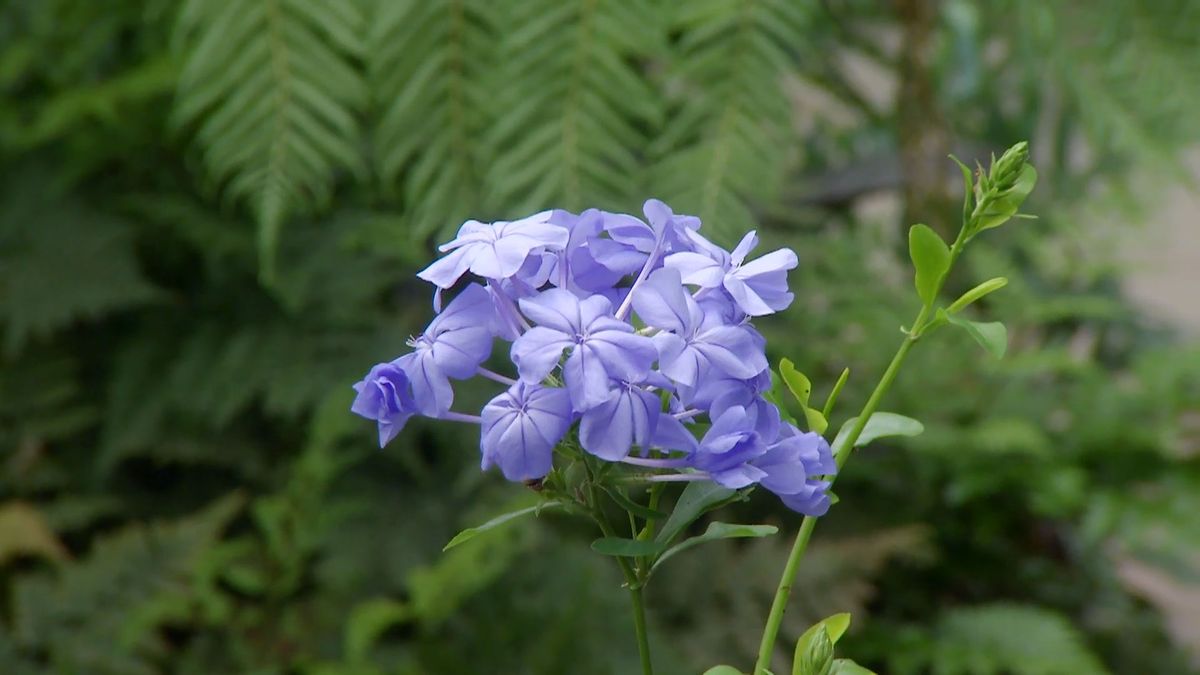 deco 660 jardineria composicion verano tonos azules plumbago capensis