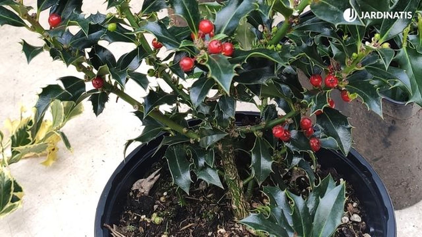 acebo planta toxica jardinatis 23 30