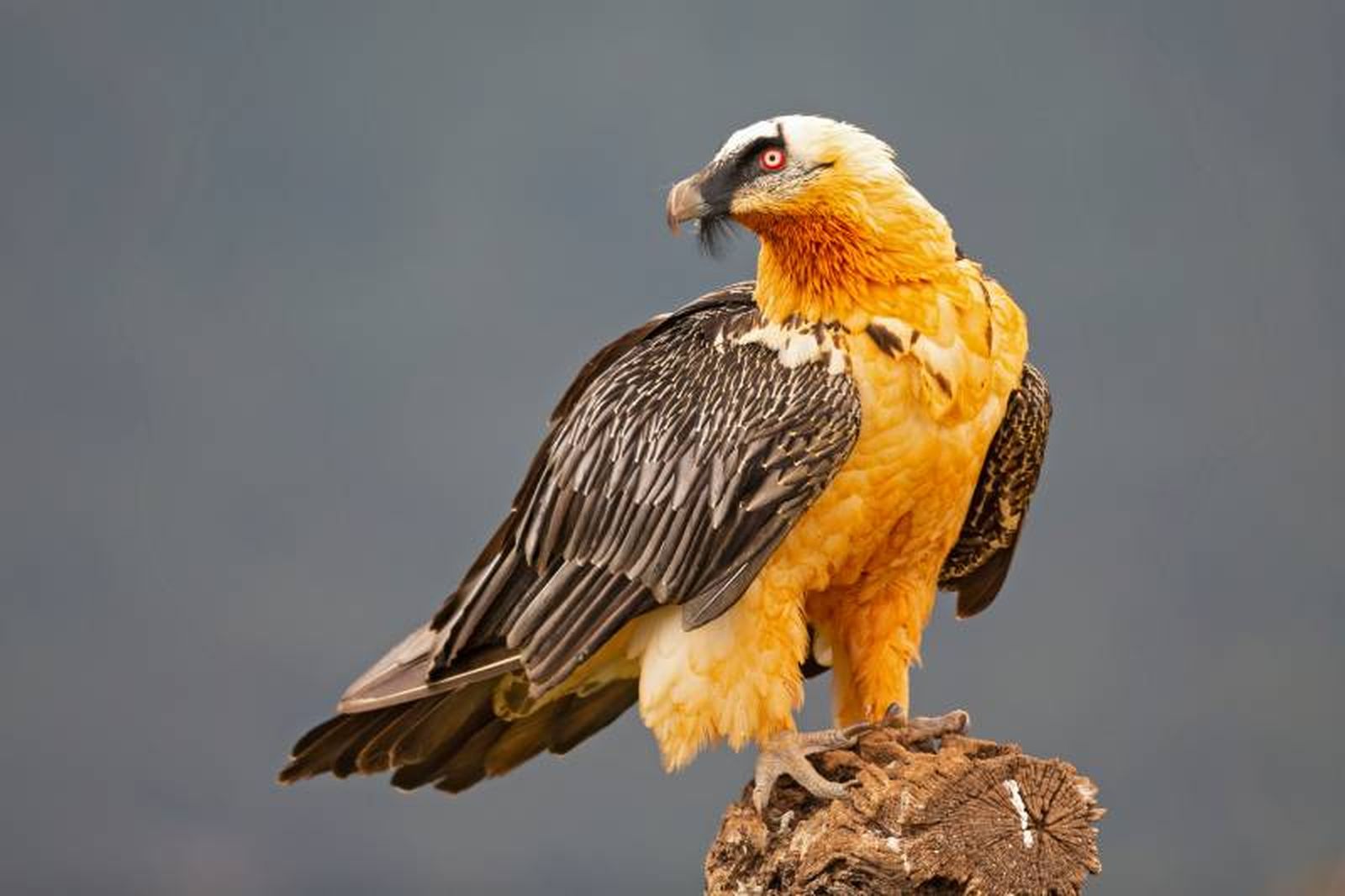 Mide unos 3 metros con las alas extendidas y puede pesar entre 5-7 kilos.