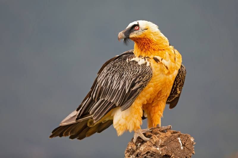 Mide unos 3 metros con las alas extendidas y puede pesar entre 5-7 kilos.