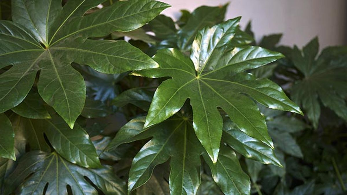 fatsia japonica caracteristicas cuidados