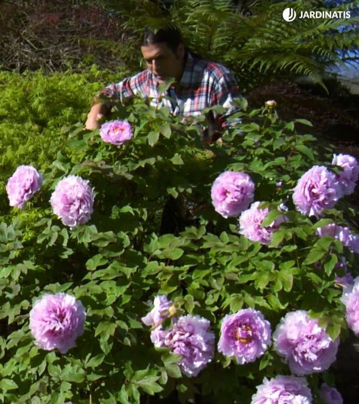 flores paeonia suffruticosa deco 529