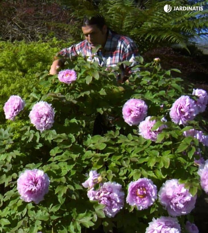 flores paeonia suffruticosa deco 529