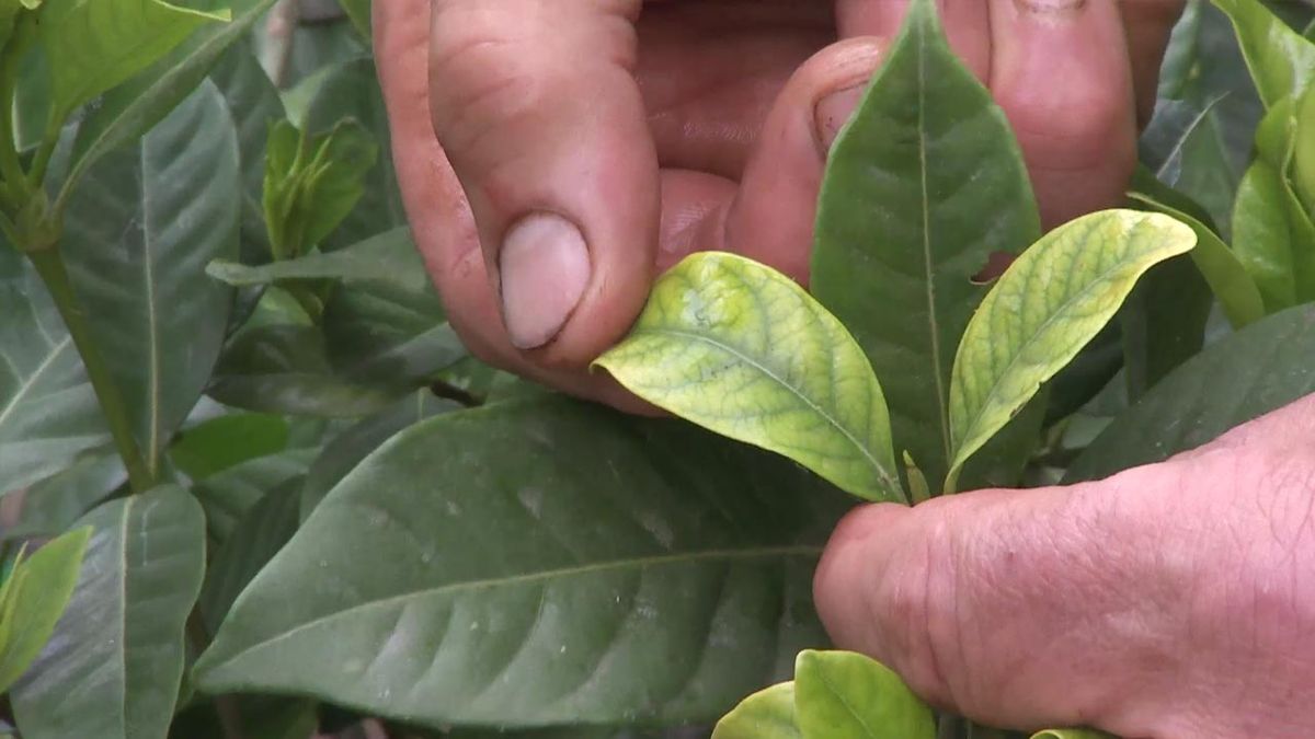 deco 742 gardenia hojas