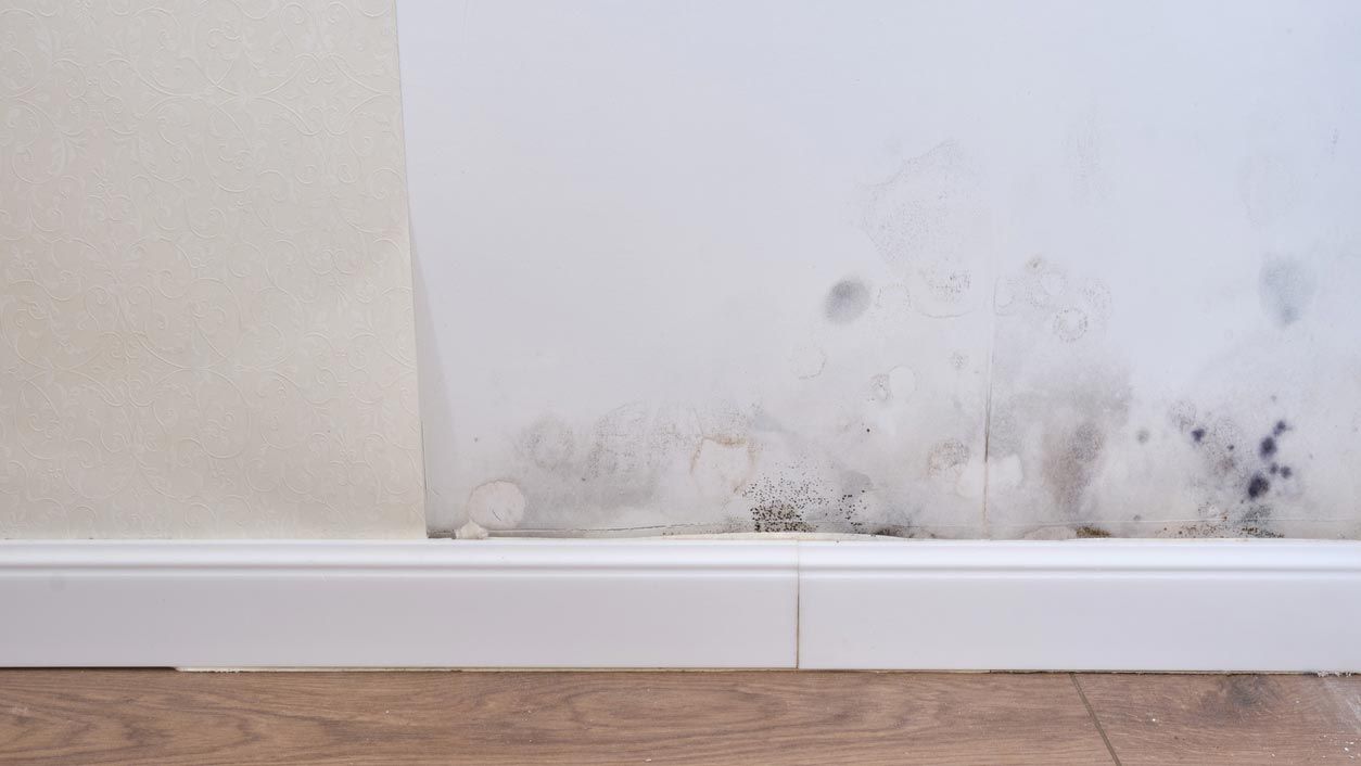 eliminar moho hongos muebles pared techos 3