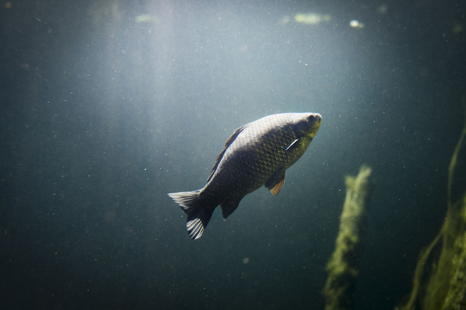 carpa acuario