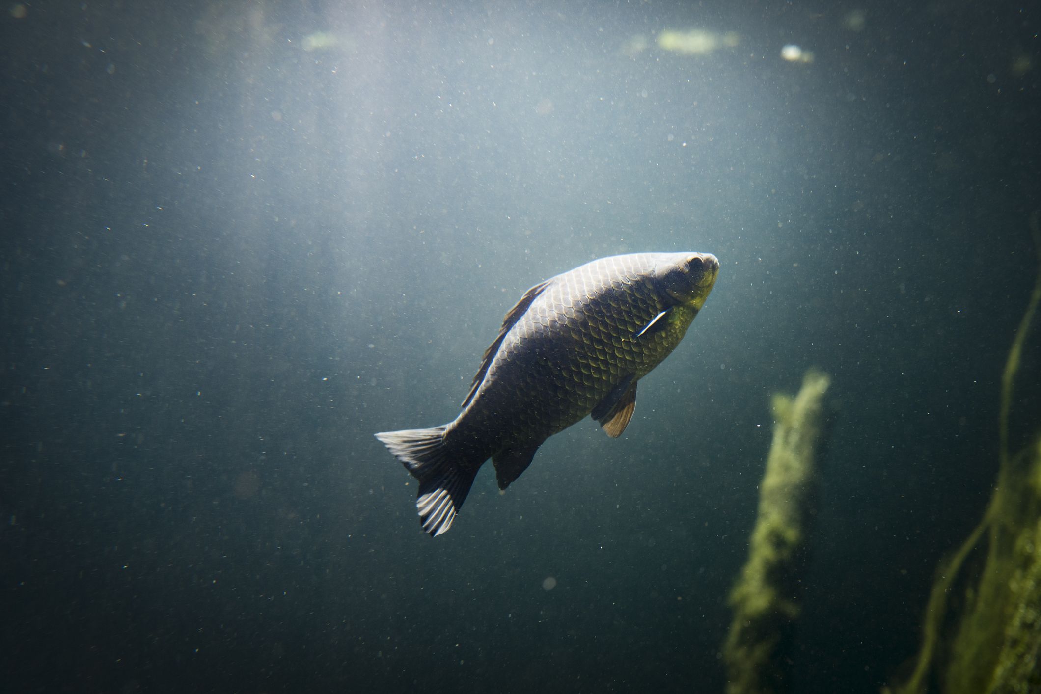 carpa acuario