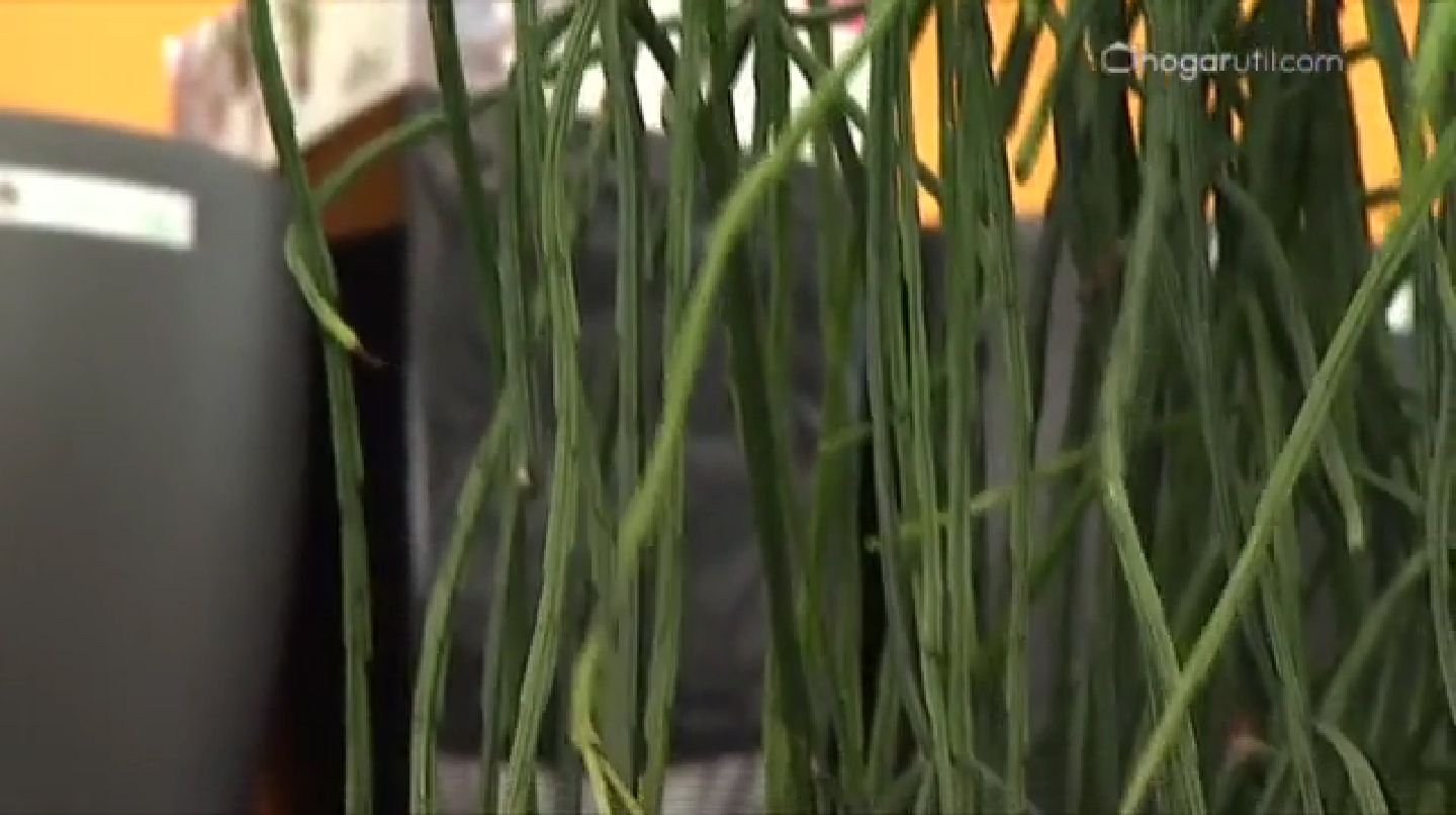 plantas crasas colgantes   Rhipsalis Alata