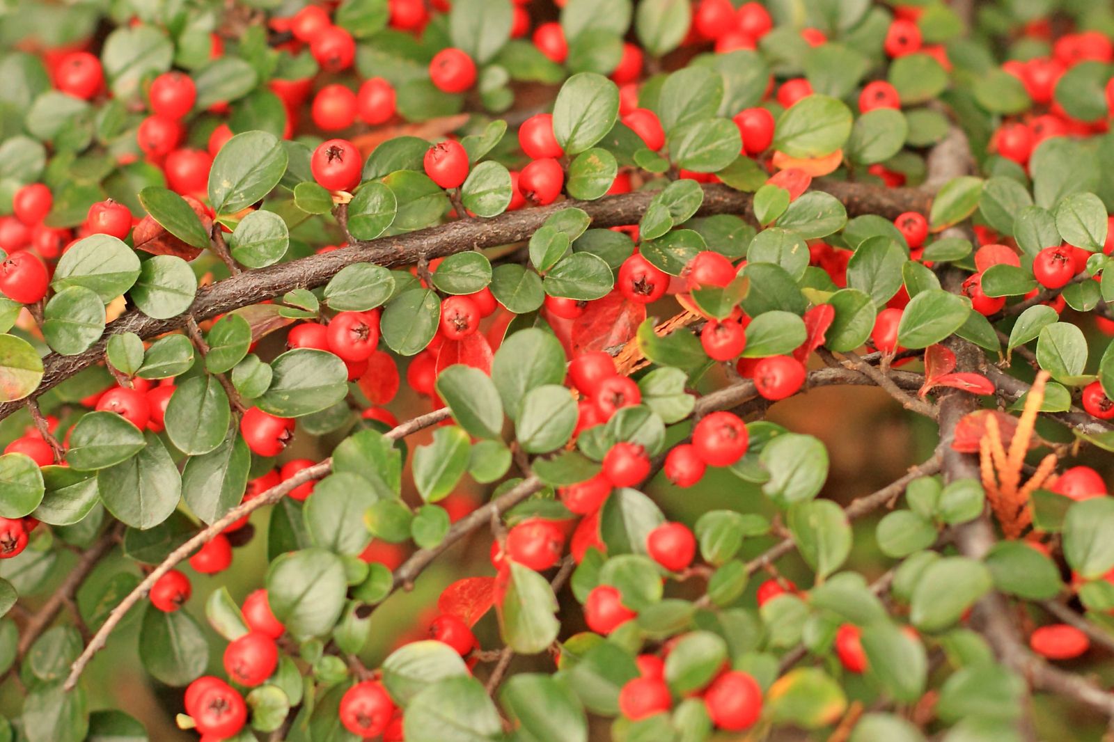 Cotoneaster dammeri royal carpet