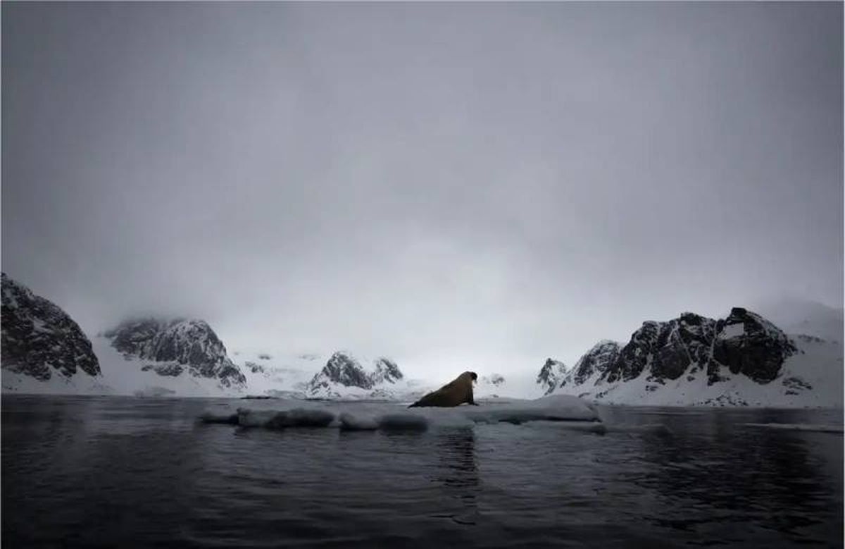Descanso en el hielo: World Nature Photographer AwardsWorld Nature Photographer Awards