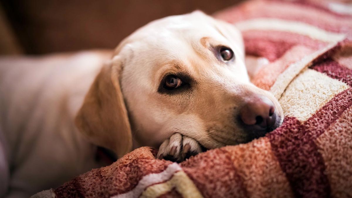 6 consejos evitar cancer perros 1