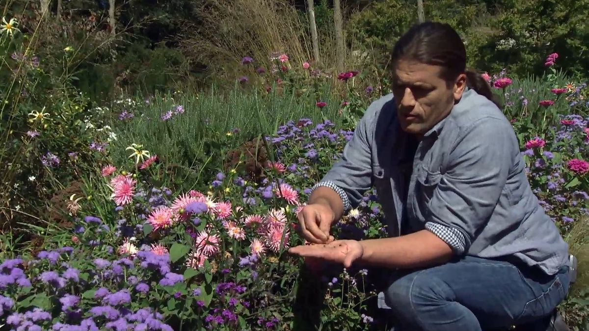 deko 708 jardineria parterre otono ageratum semillas