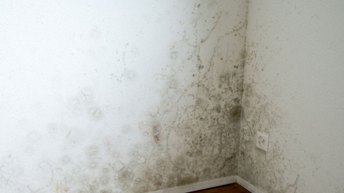 Moho en paredes blancas