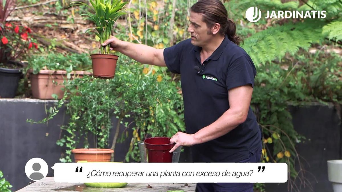 El exceso de agua en las plantas es muy perjudicial.