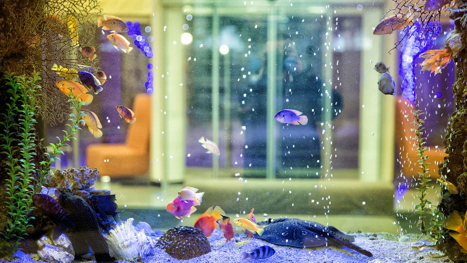 acuario