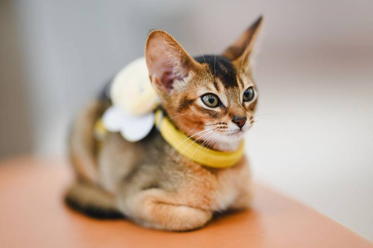 Una dieta equilibrada es clave para mantener la energía y salud de tu gato abisinio.