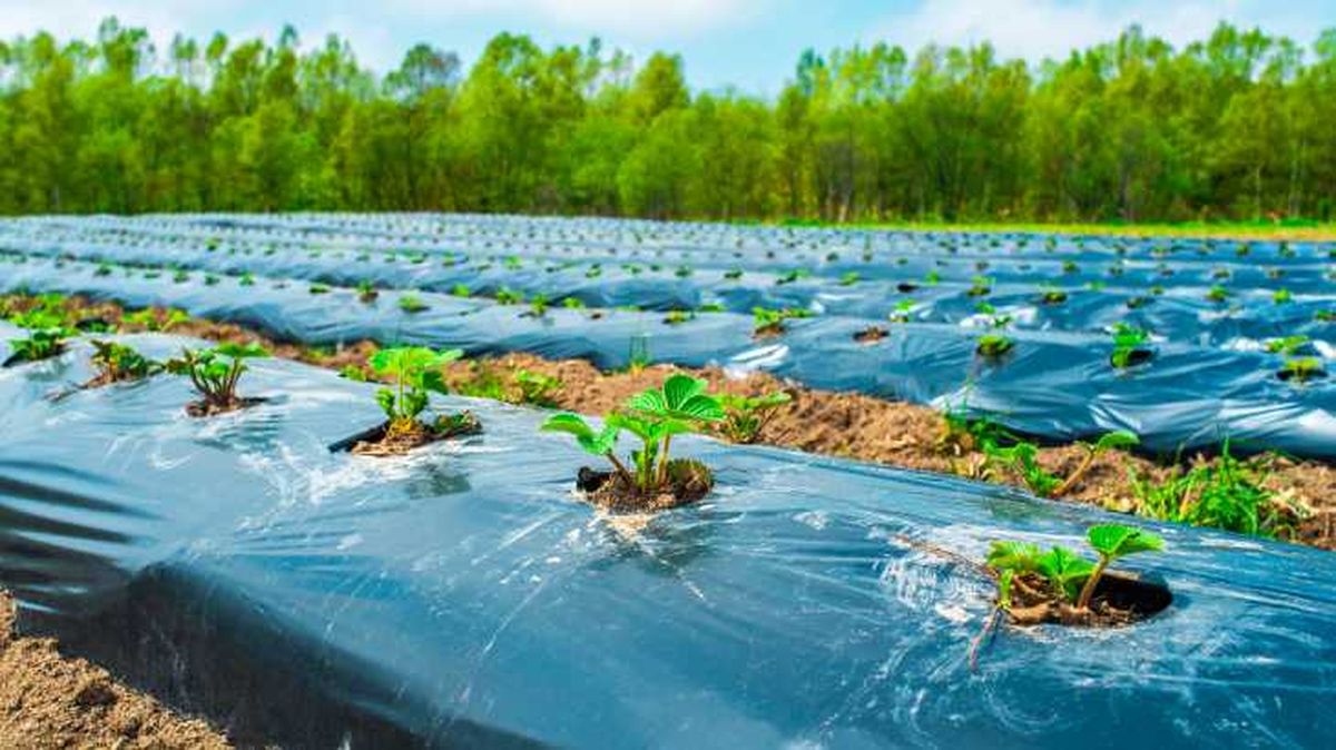pelicula de mantillo o suelo de plastico
