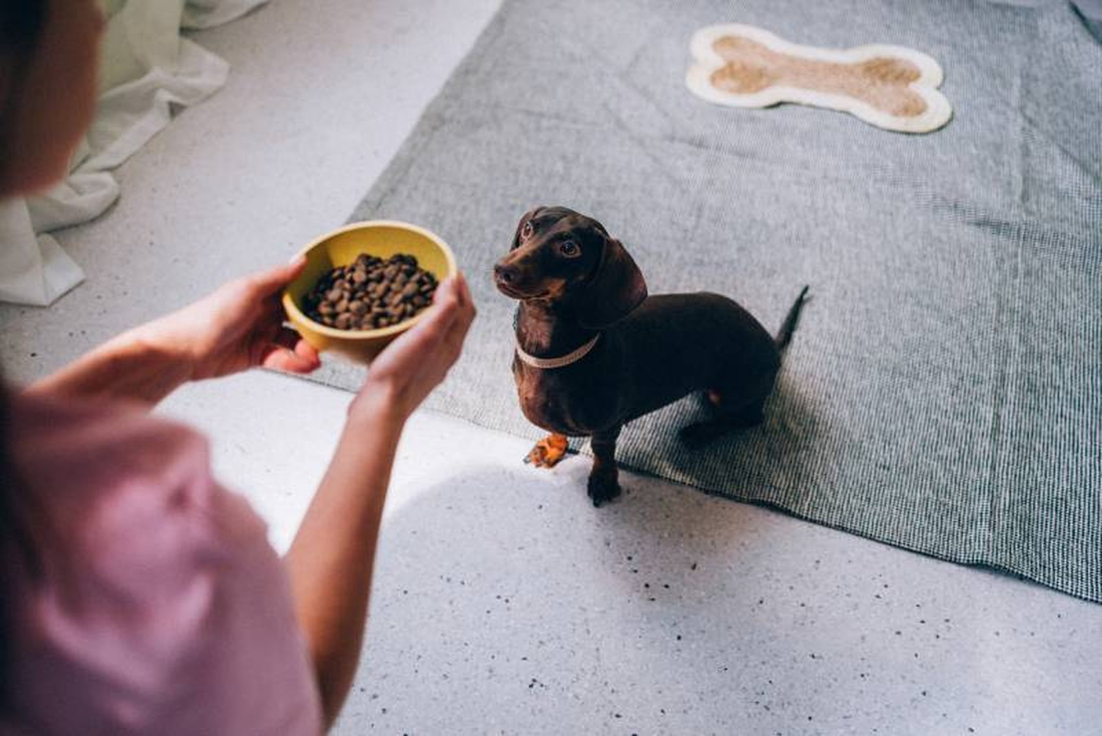 Si buscas un buen alimento para perro, recuerda que tiene que tener una mezcla equilibrada de vitaminas y minerales.