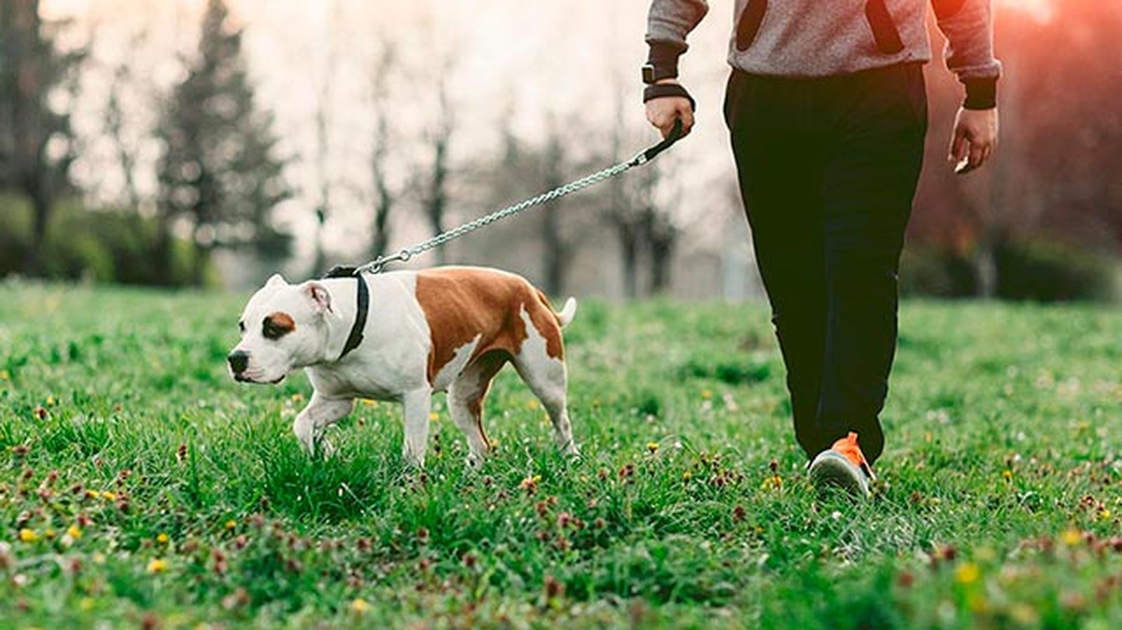 mascotas perros reducir estres paseo