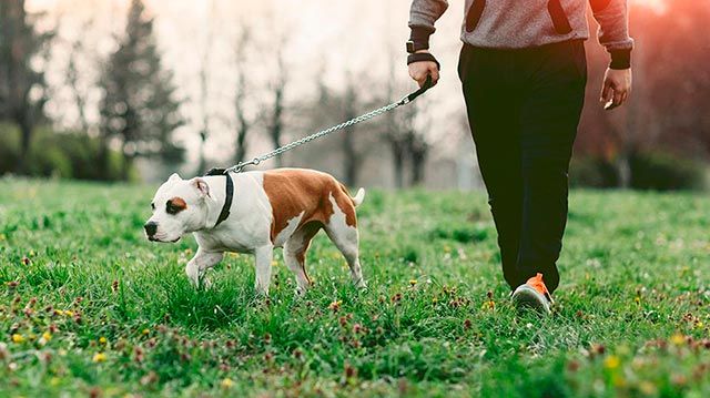 mascotas perros reducir estres paseo