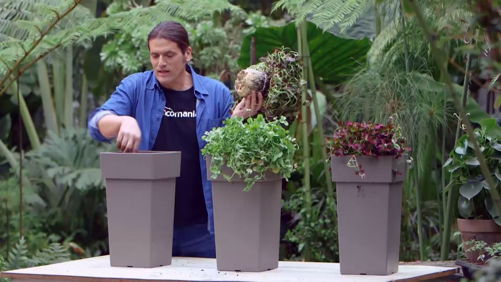 brico 949 3 treboles ornamentales plantacion
