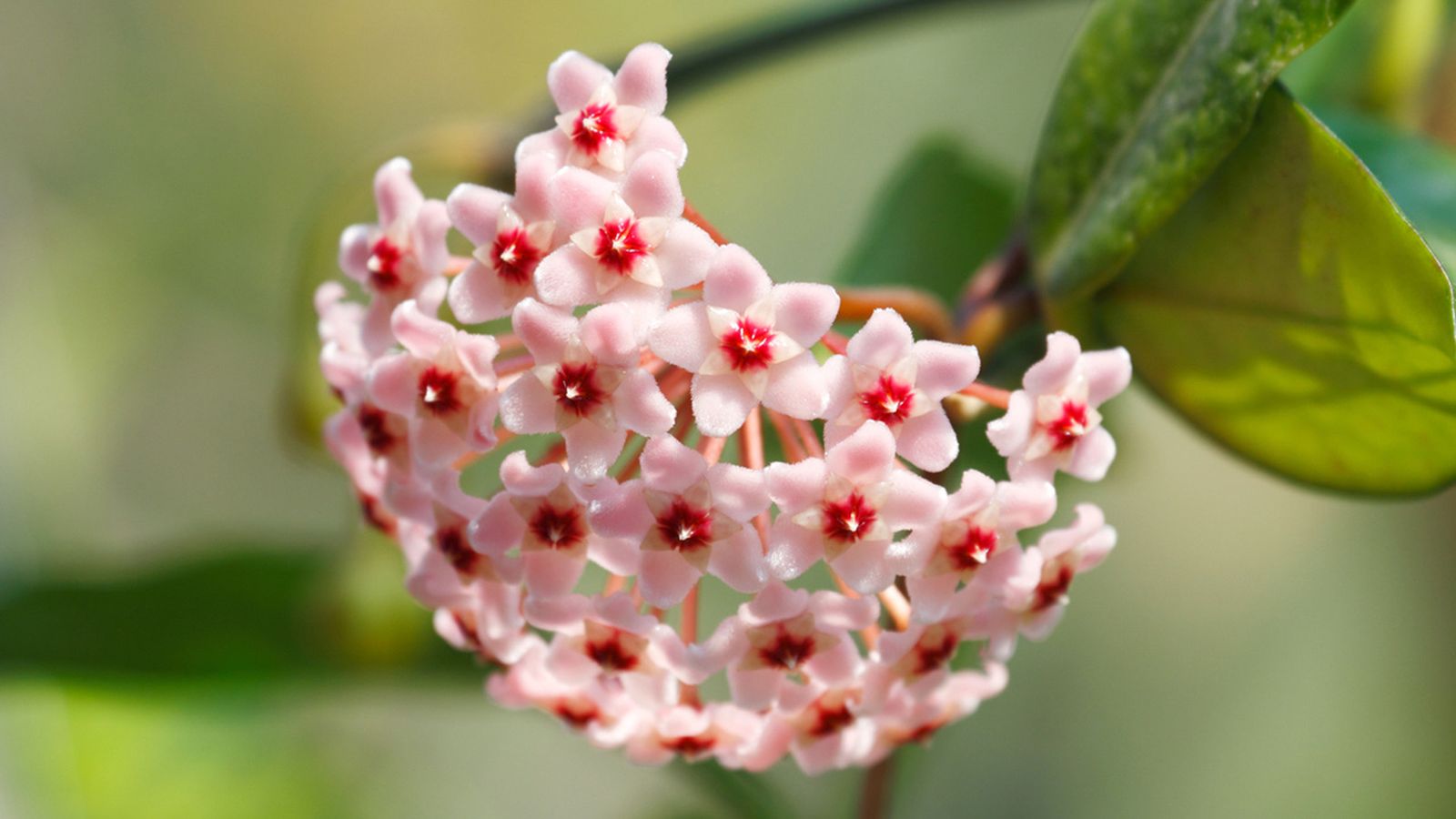 hoya carnosa flor de cera