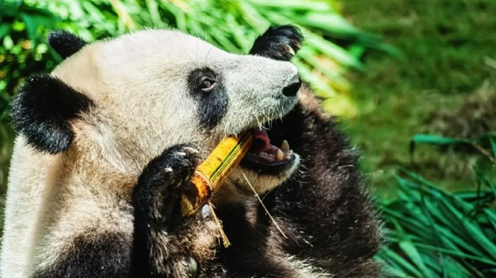 curiosidades del oso panda 1