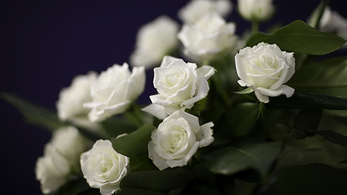 rosas blancas para regar a domicilio