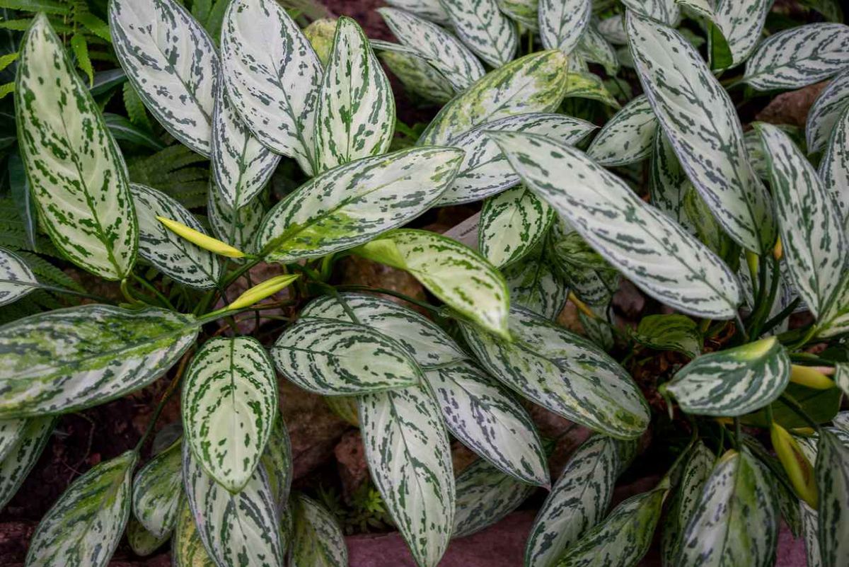 Aglaonema Silver Queen.