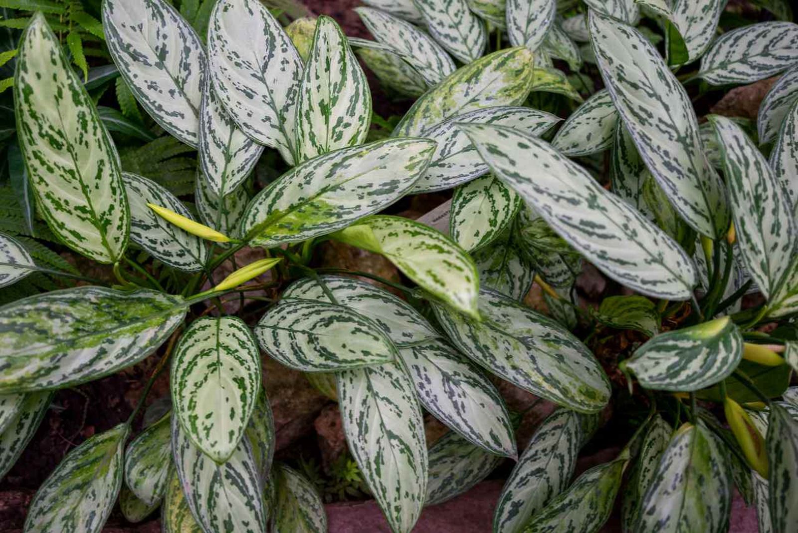 Aglaonema Silver Queen.
