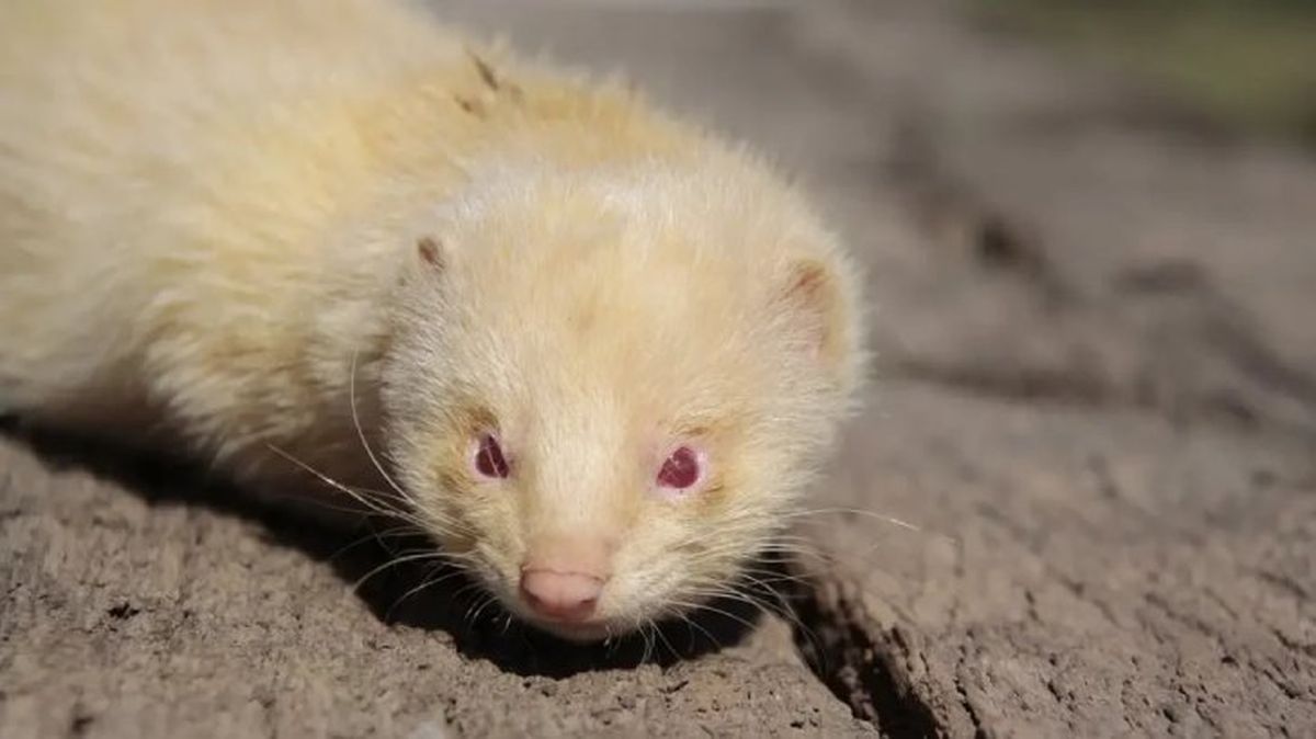 animales albinos huron