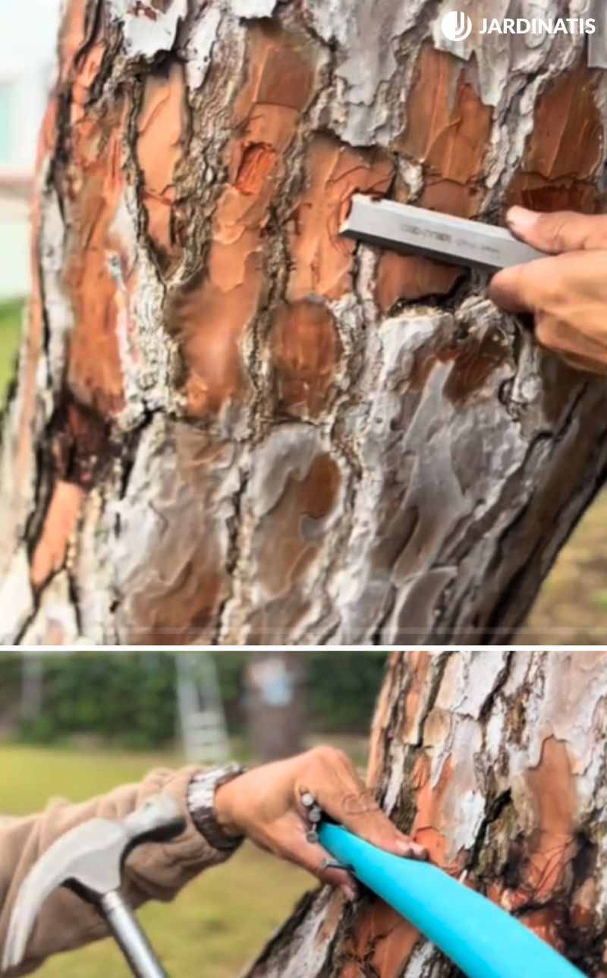 trampa contra la procesionaria