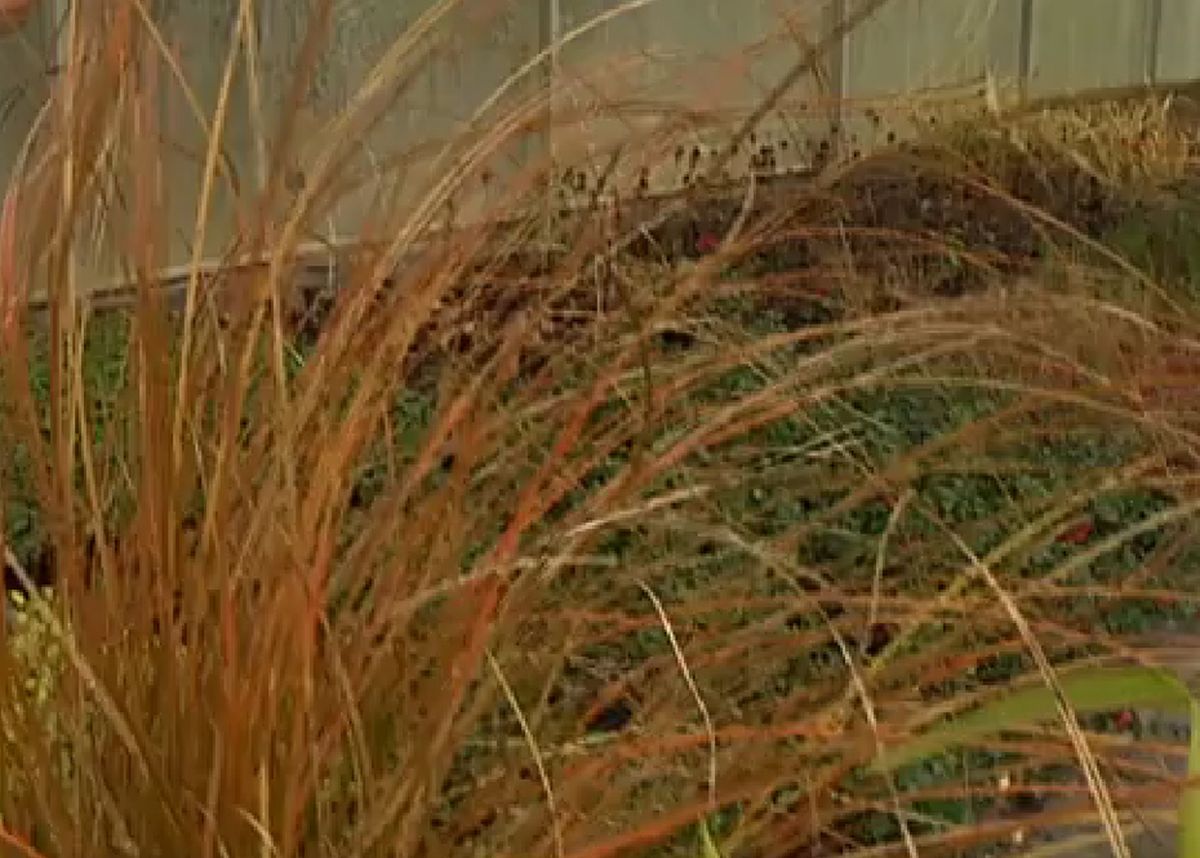 plantas de colección   Carex testacea, orange