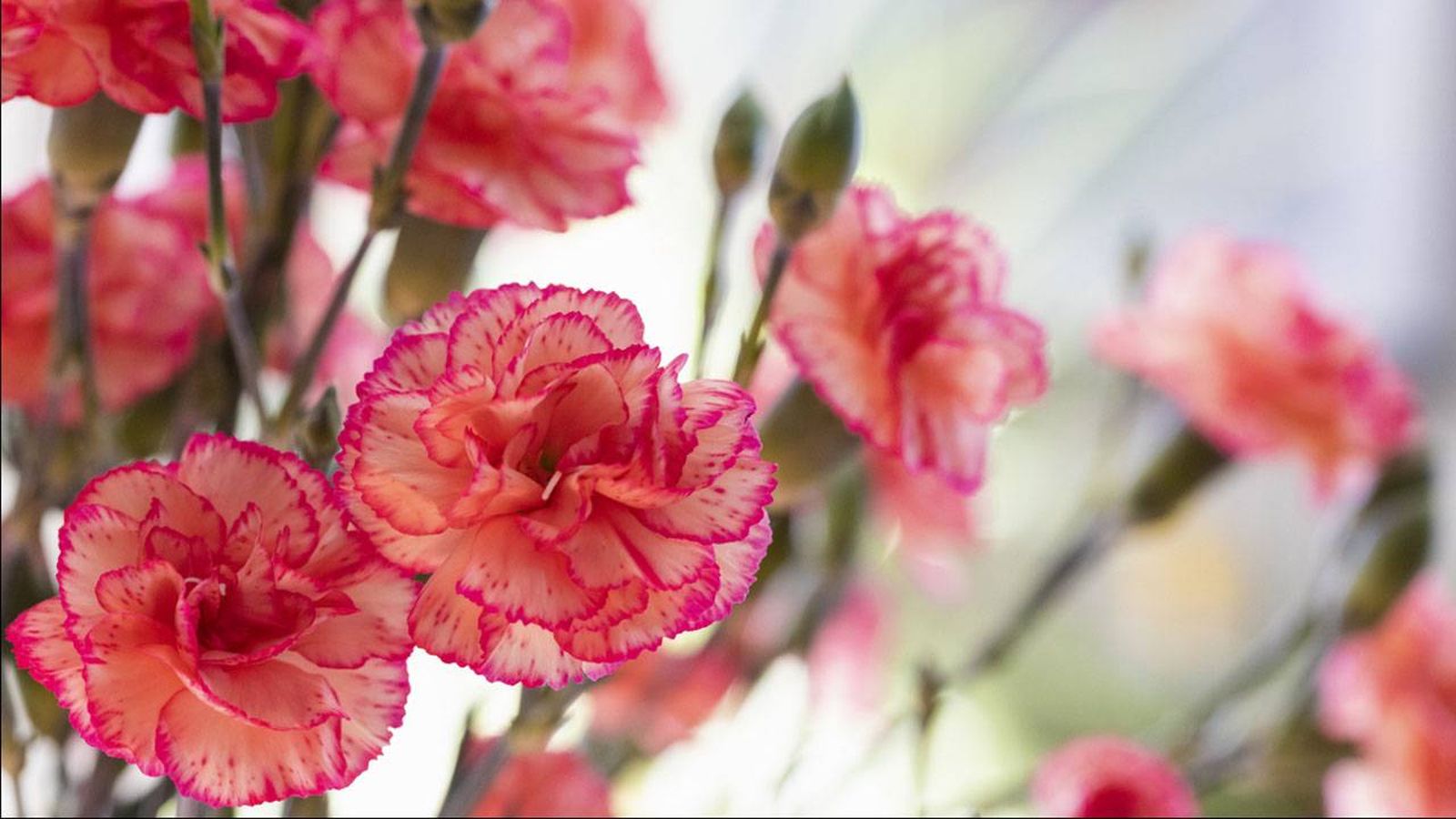 cuidados principales de los claveles